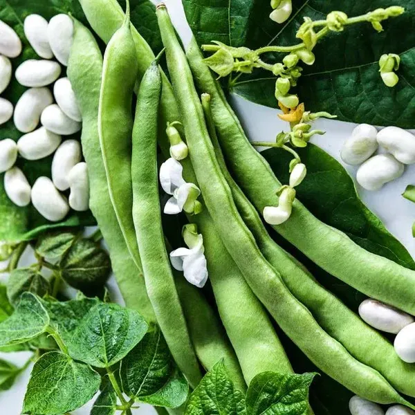 Missouri Wonder Pole Beans: A High-Yield Climbing Variety for Your Garden