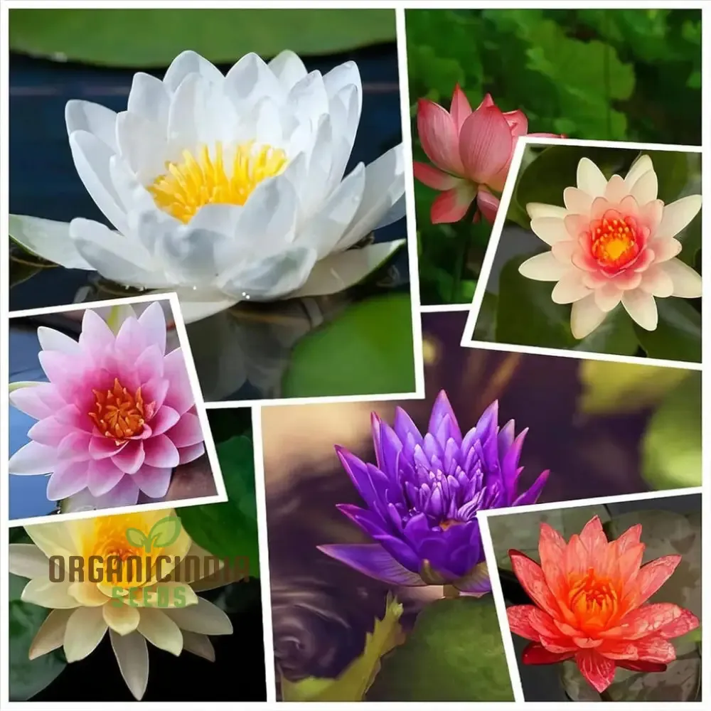 The Beauty of Mixed Bowl Lotus: A Complete Guide to Growing and Caring for Lotus Plants