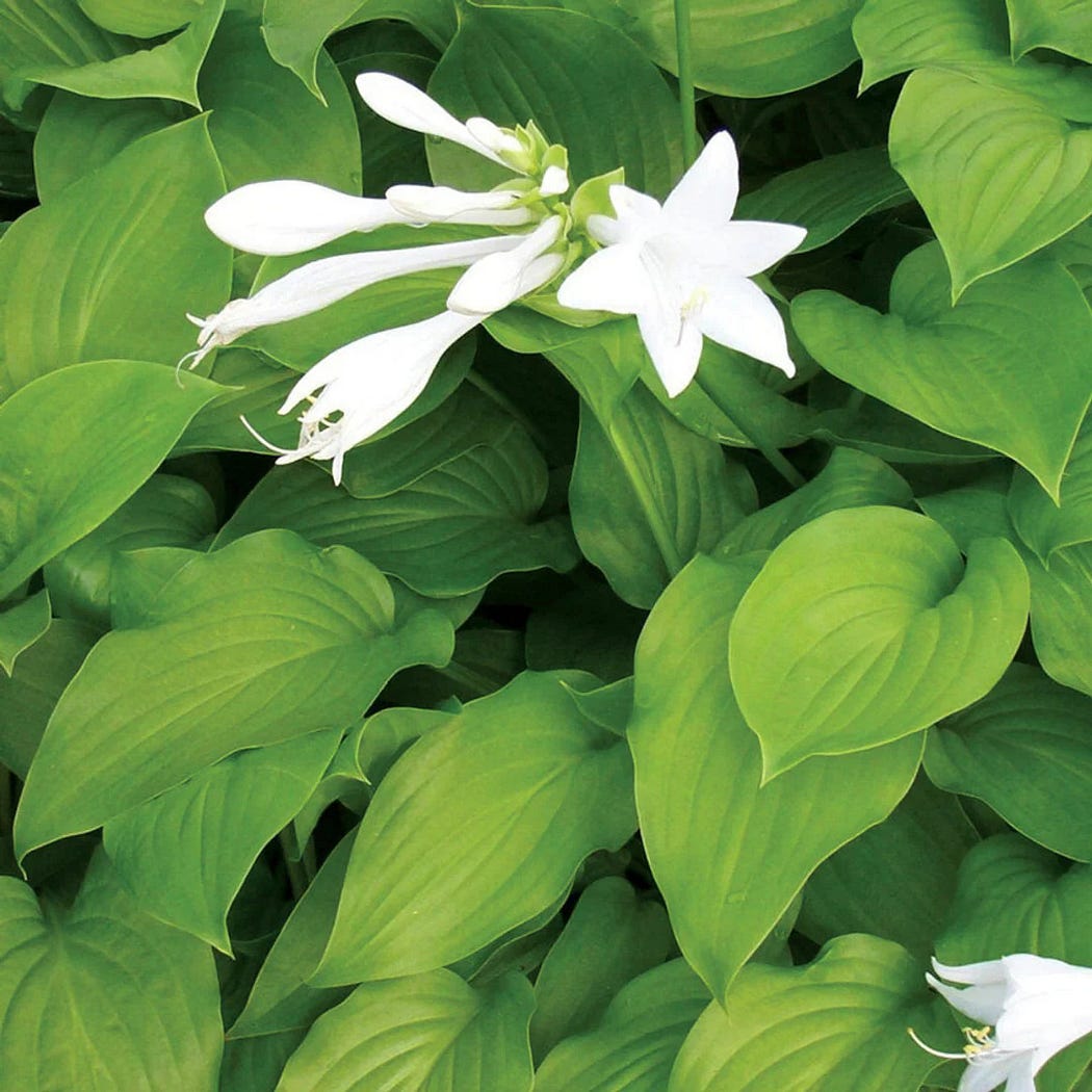 Growing Hosta Plantaginea: A Guide to Fragrant, Shade-Loving Perennials