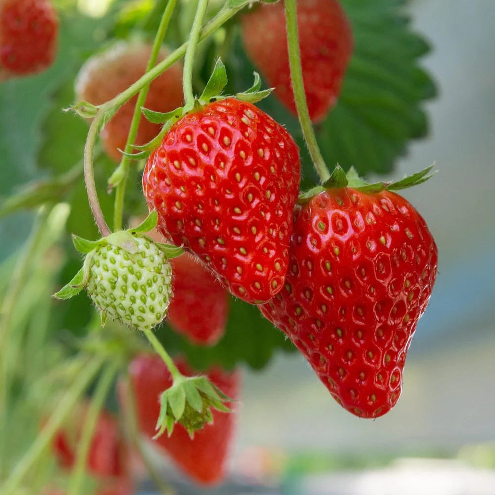 Growing Sweet, Juicy Strawberries: A Complete Home Gardening Guide