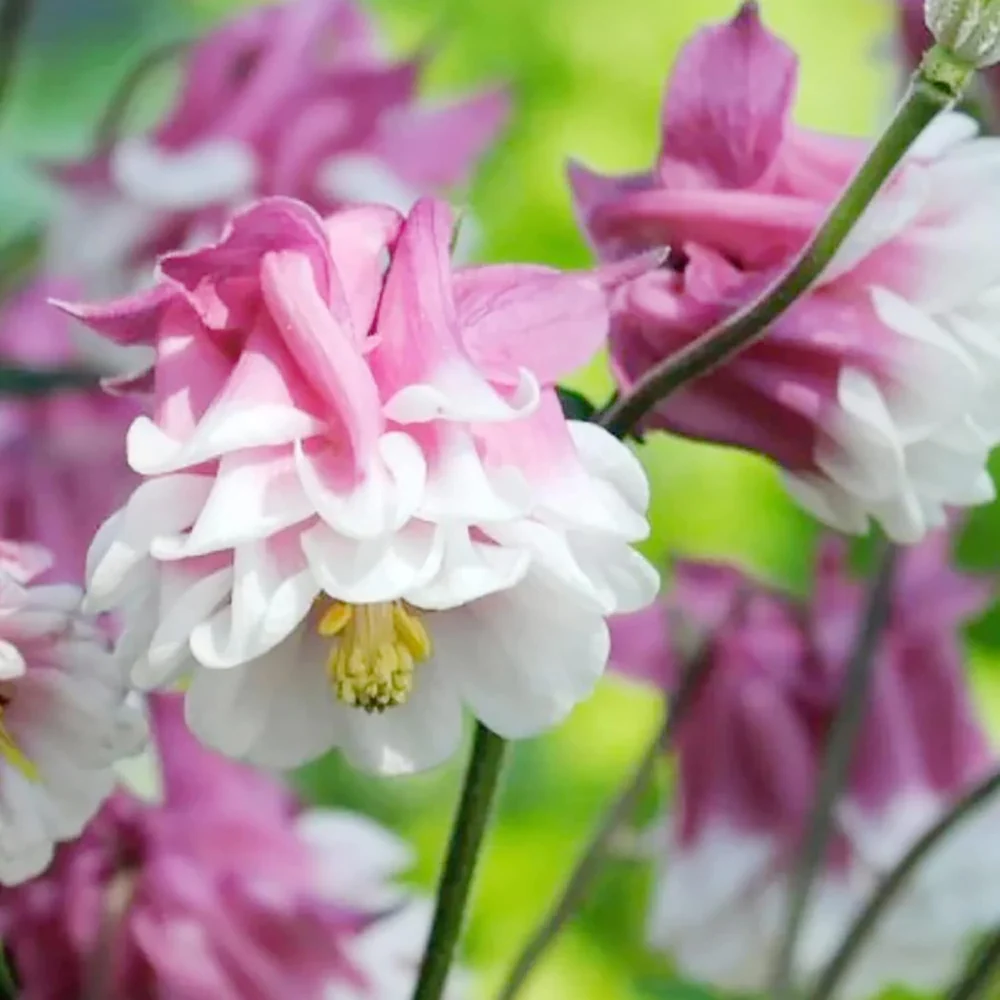 Pink Petticoat Columbine Flowers: A Graceful Addition to Your Shade Garden