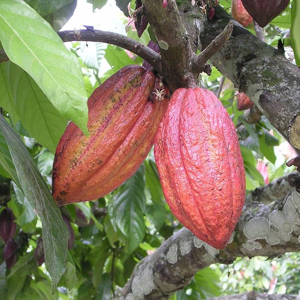 Growing Cocoa: A Guide to Cultivating Your Own Chocolate Tree