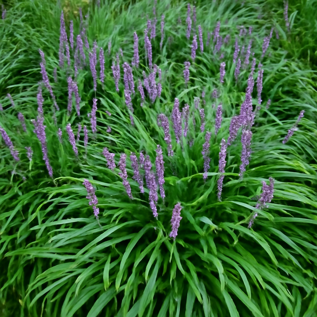 Monkey Grass: The Perfect Ground Cover for Your Garden