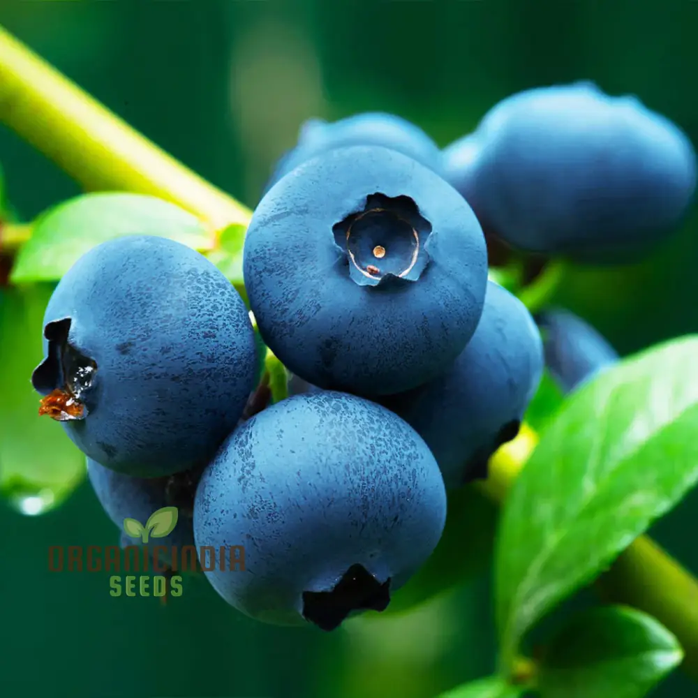 The Ultimate Guide to Growing Blueberries at Home: A Complete Gardener's Handbook