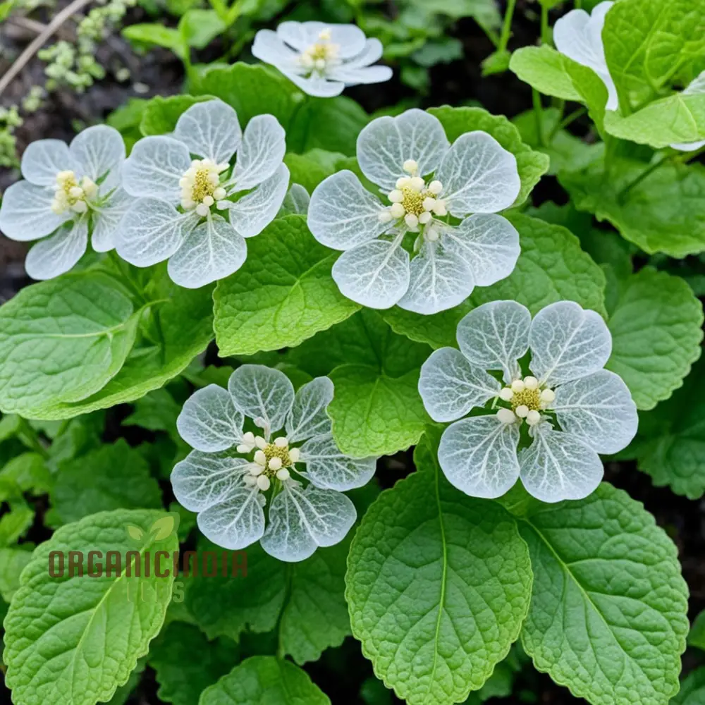Diphylleia Grayi — The Mysterious Rain-Translucent Flower