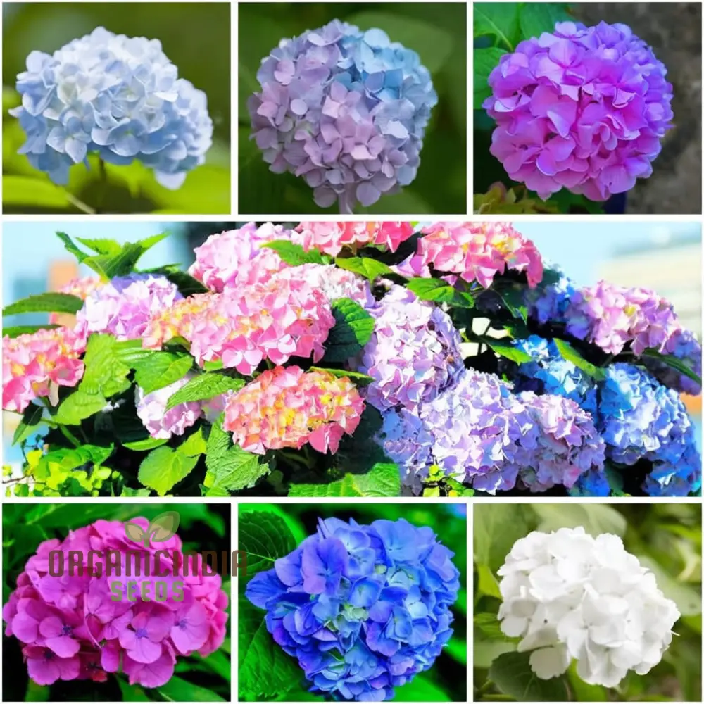 Mixed Hydrangea Flowers: A Stunning Spectrum of Colors for Your Garden