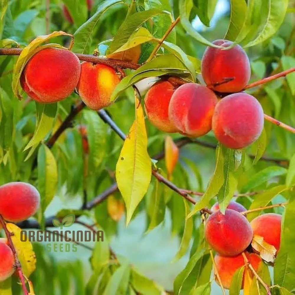 A Complete Guide to Growing Dwarf Peach Trees