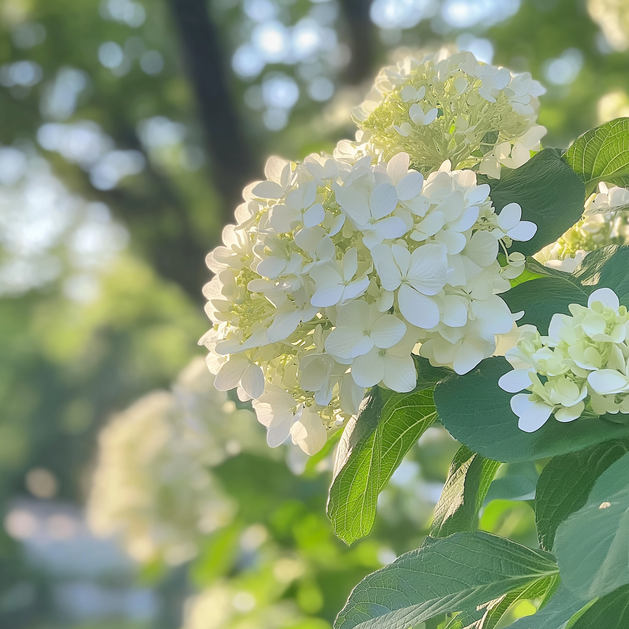 Annabelle Hydrangea – The Queen of White Blooms for Every Garden