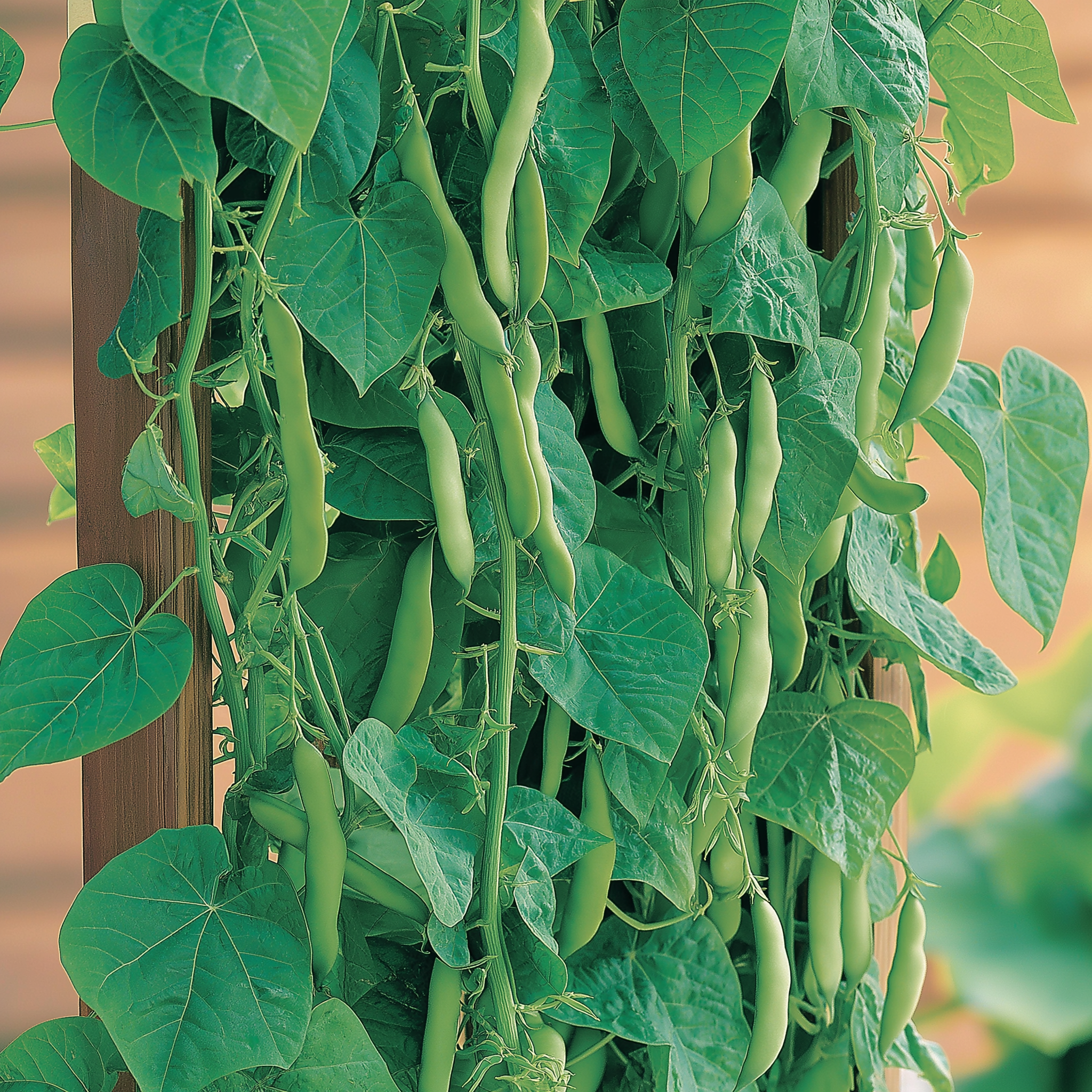 How to Grow Romano Pole Beans: A Complete Guide to Planting, Caring, and Harvesting Heirloom Green Beans
