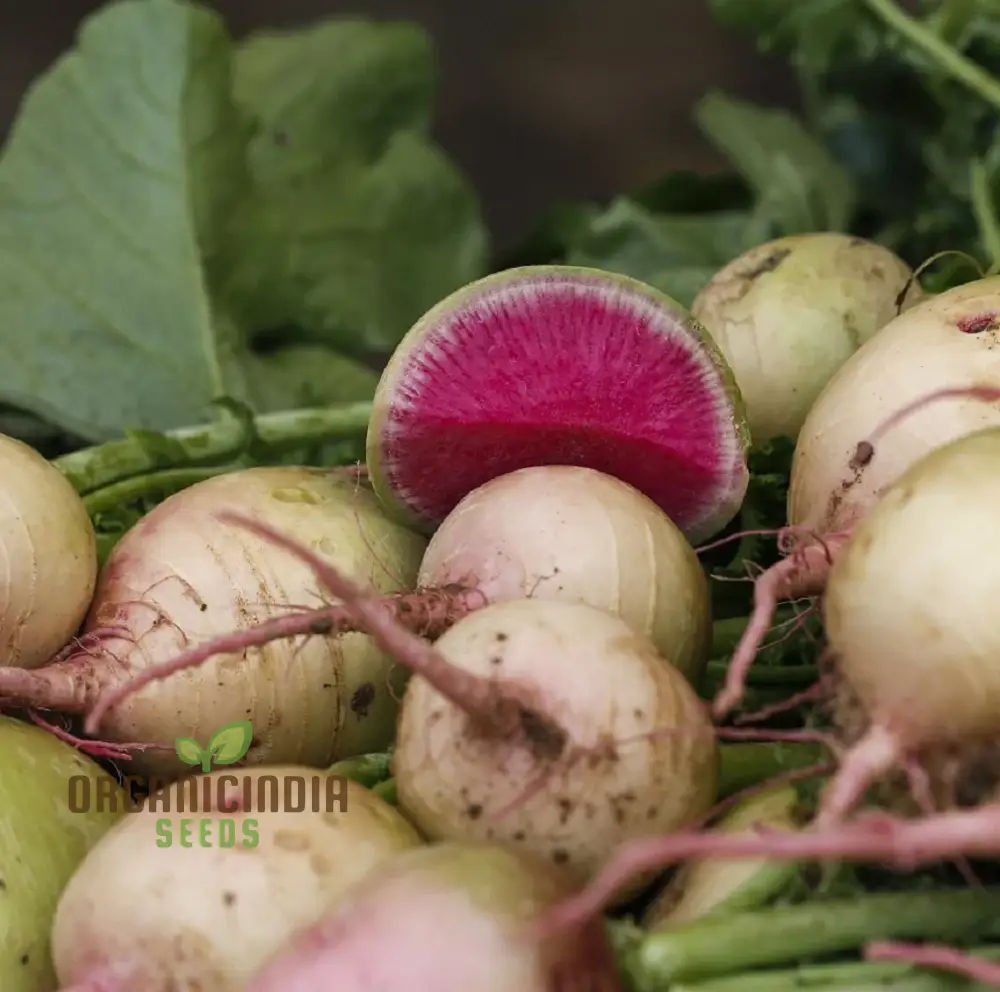 The Complete Guide to Growing Watermelon Radish in Your Home Garden