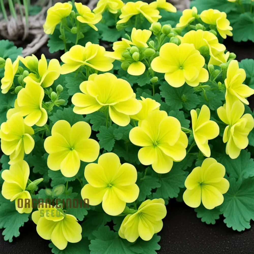Brighten Your Garden with Rare Yellow Geranium Flowers