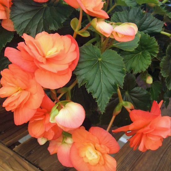 Semillas de flor de begonia albaricoque, flores cálidas color durazno, fáciles de cultivar, no transgénicas