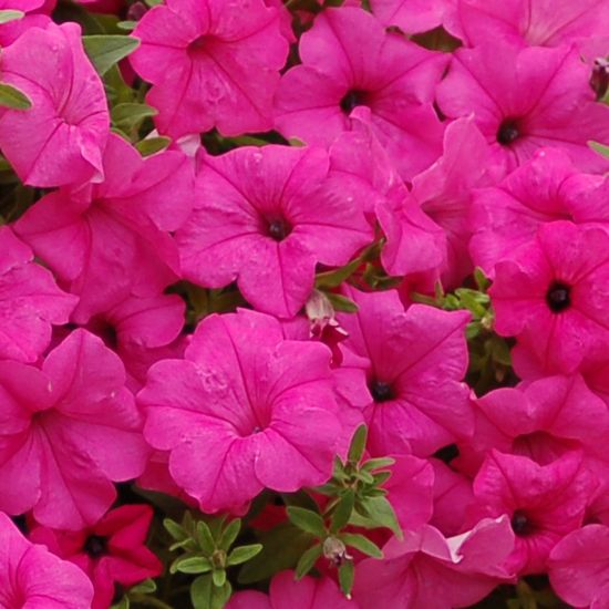 Rose Pink Petunia Seeds – Lush Vibrant Blooms for Gardens & Hanging Baskets