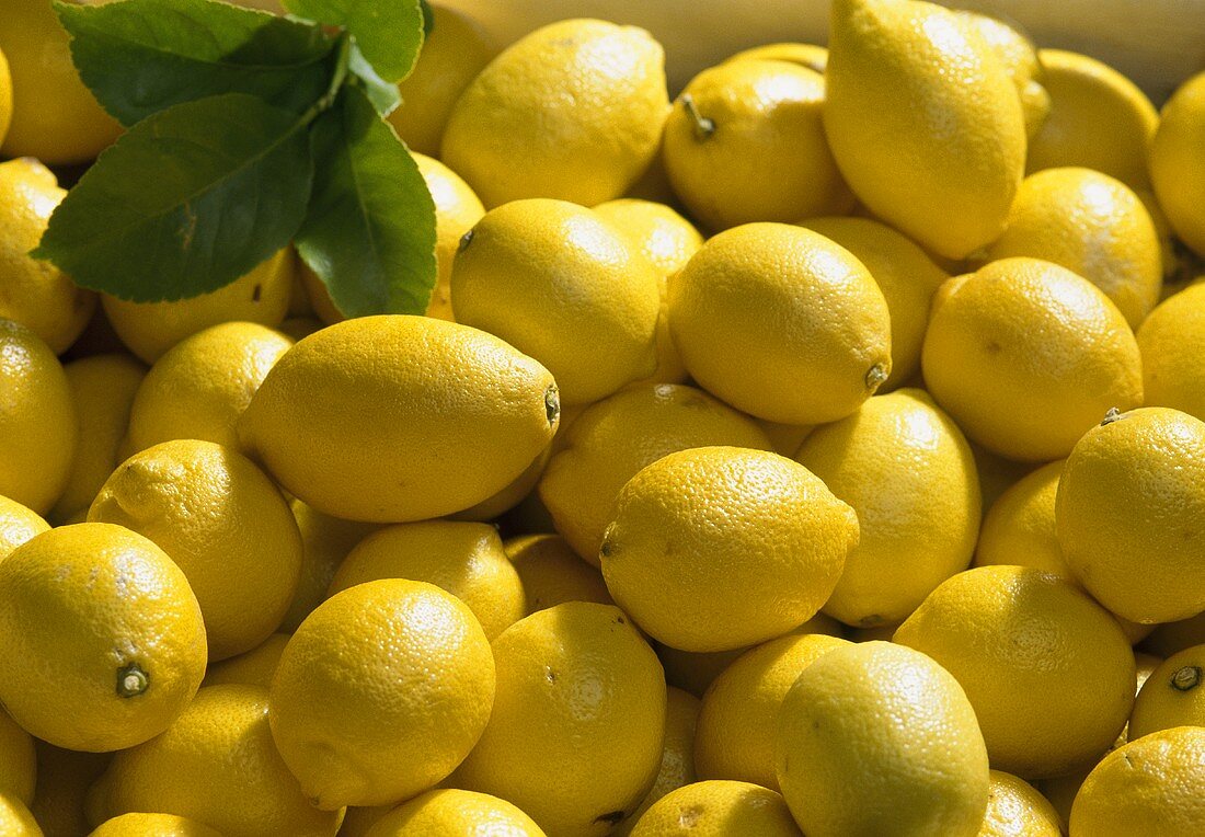 Semi di Limone Primofiori per Piantare – Coltiva a Casa Alberi di Agrumi Succosi