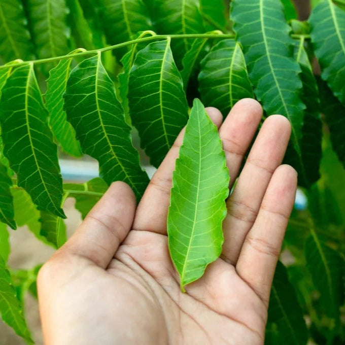 Graines de plante de neem pour la plantation, cultivez un arbre polyvalent et bénéfique