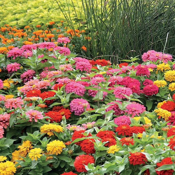 Mezcla de Zinnia para Feria Estatal | Flores Gigantes y Coloridas para Jardines Impresionantes