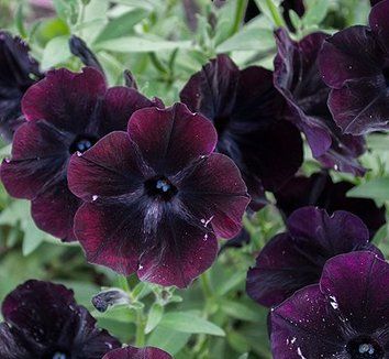 Chocolate Brown Petunia Flower Seeds ,Rare Color, Easy to Grow, Non-GMO