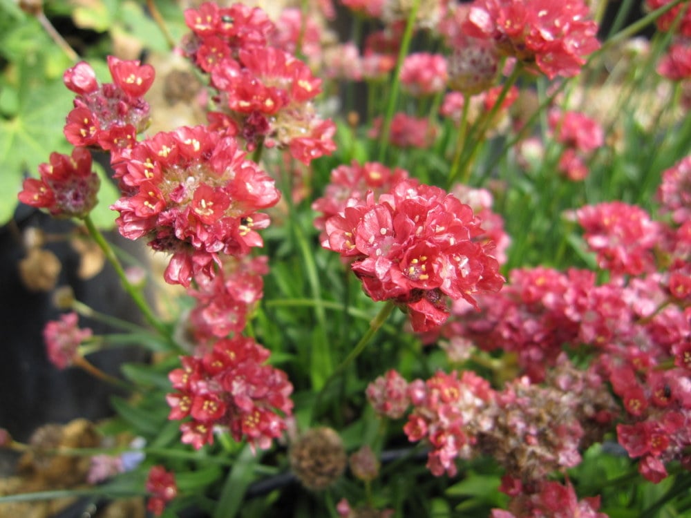 Armeria Seeds (Ballerina Red Armeria Seeds) - Vibrant Blooms and Hardy Perennial for Colorful Displays