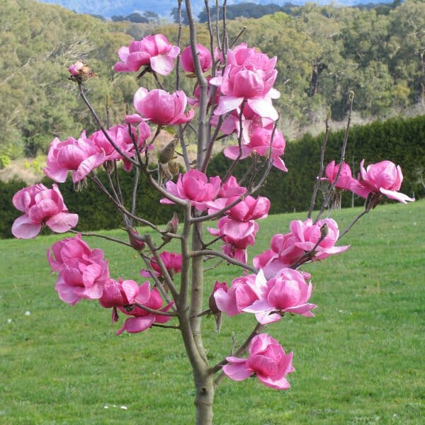 Semi di Albero di Magnolia del Nord – Fioriture Sempreverdi Profumate per Giardino e Paesaggistica