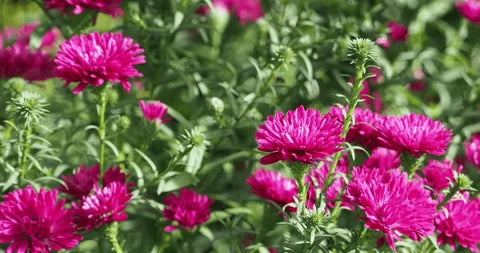 Magenta Aster Flower Seeds, Bold & Vibrant Blooms, Easy to Grow, Non-GMO
