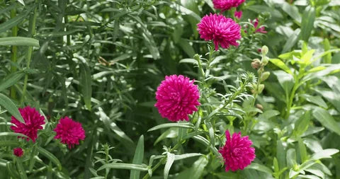 Magenta Aster Flower Seeds, Bold & Vibrant Blooms, Easy to Grow, Non-GMO
