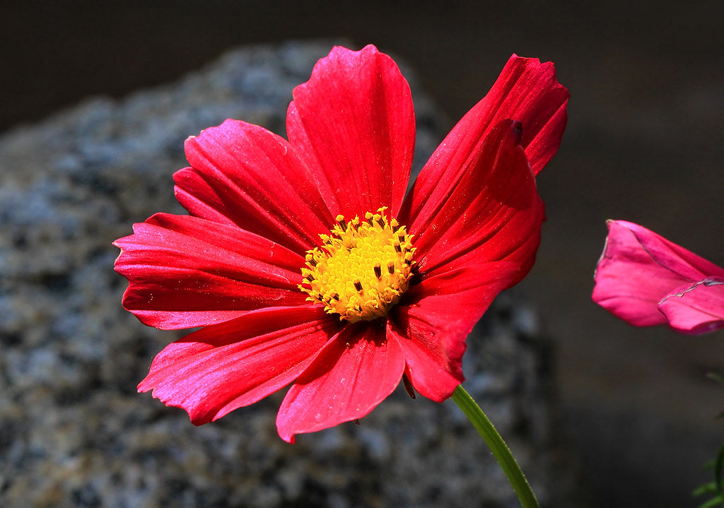 Graines de fleurs Cosmos rouge profond, floraisons audacieuses et frappantes pour votre jardin