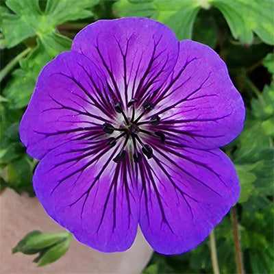 Mauve Geranium Flower Seeds , Soft Elegant Blooms, Easy to Grow, Non-GMO