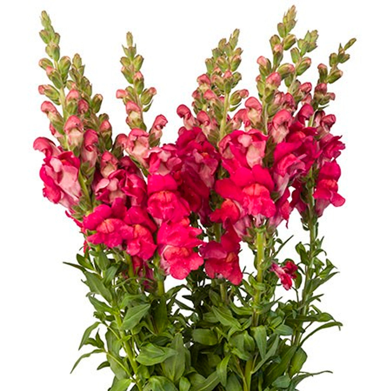 Bright Pink Snapdragon Flower Seeds,Vivid & Eye-Catching Blooms