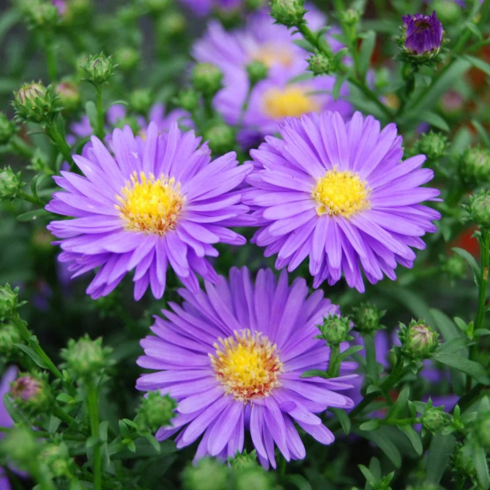 Graines de fleurs d'aster mauve, fleurs douces et élégantes, faciles à cultiver, non-OGM