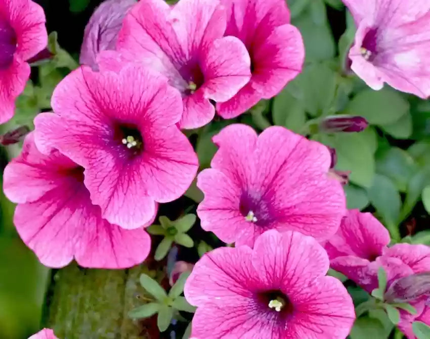 Semi di Petunia Rosa Pallido – Delicati Fiori Pastello per Giardini e Cesti Appesi