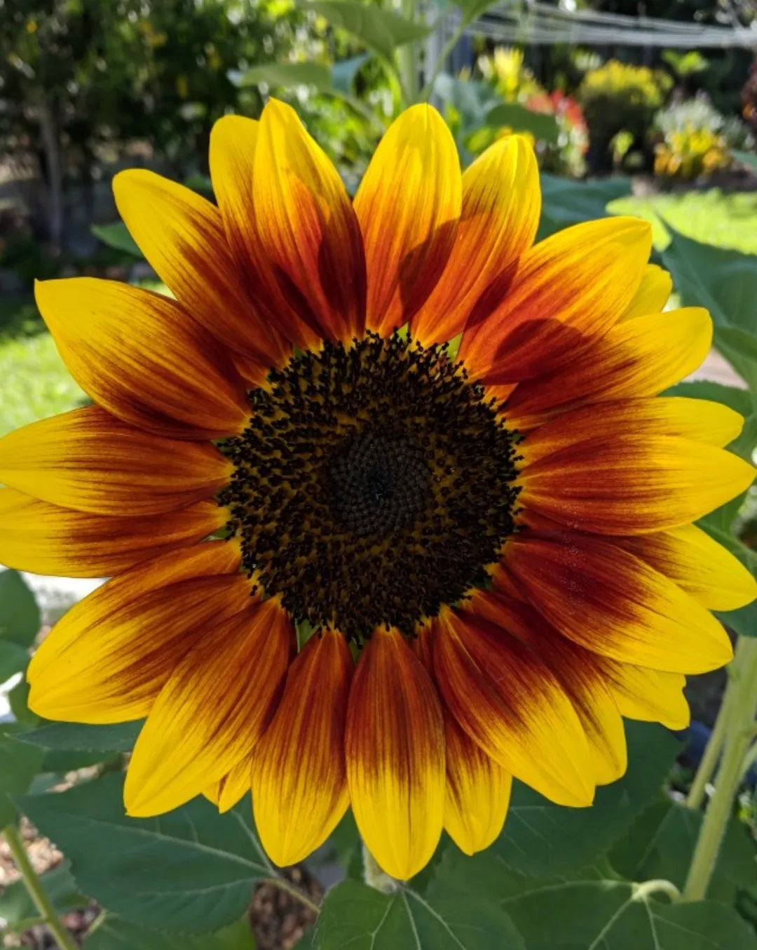 Semillas de Girasol Caoba – Flores Ricas y Aterciopeladas para Jardines y Ramos