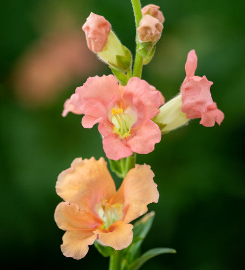 Salmon Snapdragon Flower Seeds – Vibrant & Unique Blooms for Your Garden