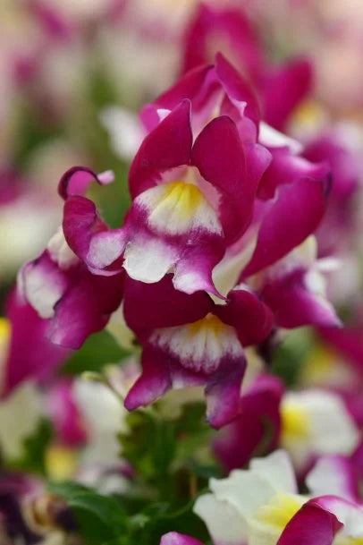Bi-Color White & Purple Snapdragon Flower Seeds – Stunning Dual-Tone Blooms