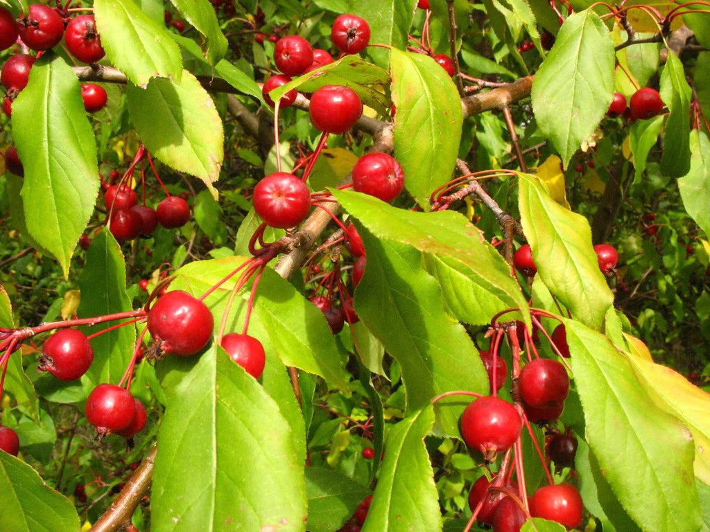 Sargent's Crabapple (Malus sargentii) – Apple Seeds