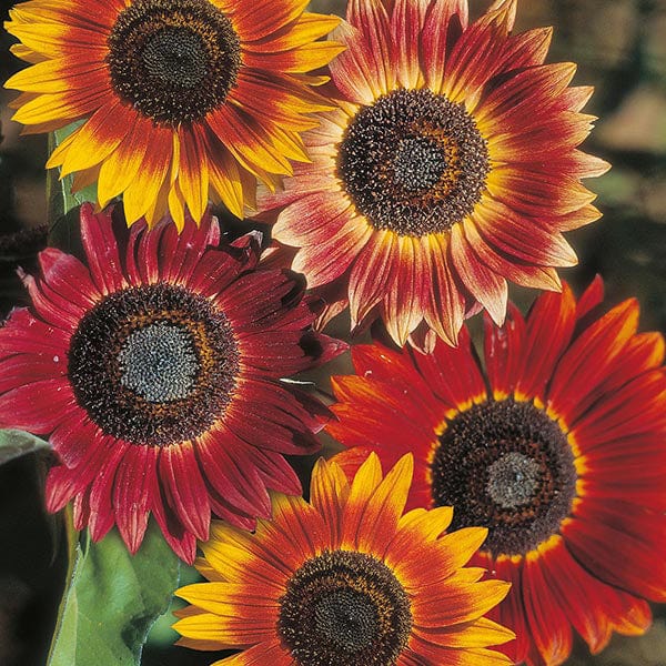 Semillas de Girasol Rojo con Destellos Dorados – Impresionantes Flores Bicolores para Jardines