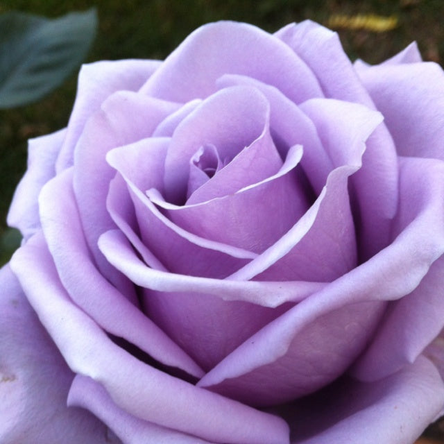 Lavender/Purple Rose Flower Seeds , Rare Elegant Blooms, Easy to Grow, Non-GMO
