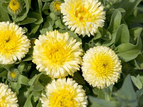 Graines de fleur de calendula jaune citron, lumineuses et joyeuses, non-OGM