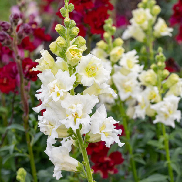 Creamy White Snapdragon Flower Seeds – Elegant & Delicate Blooms for Gardens