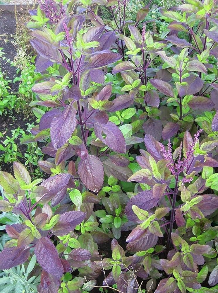 Krishna Tulsi Seeds for Planting – Holy Basil | Sacred Ayurvedic Herb | Premium Organic Seeds for Home Garden & Herbal Remedies