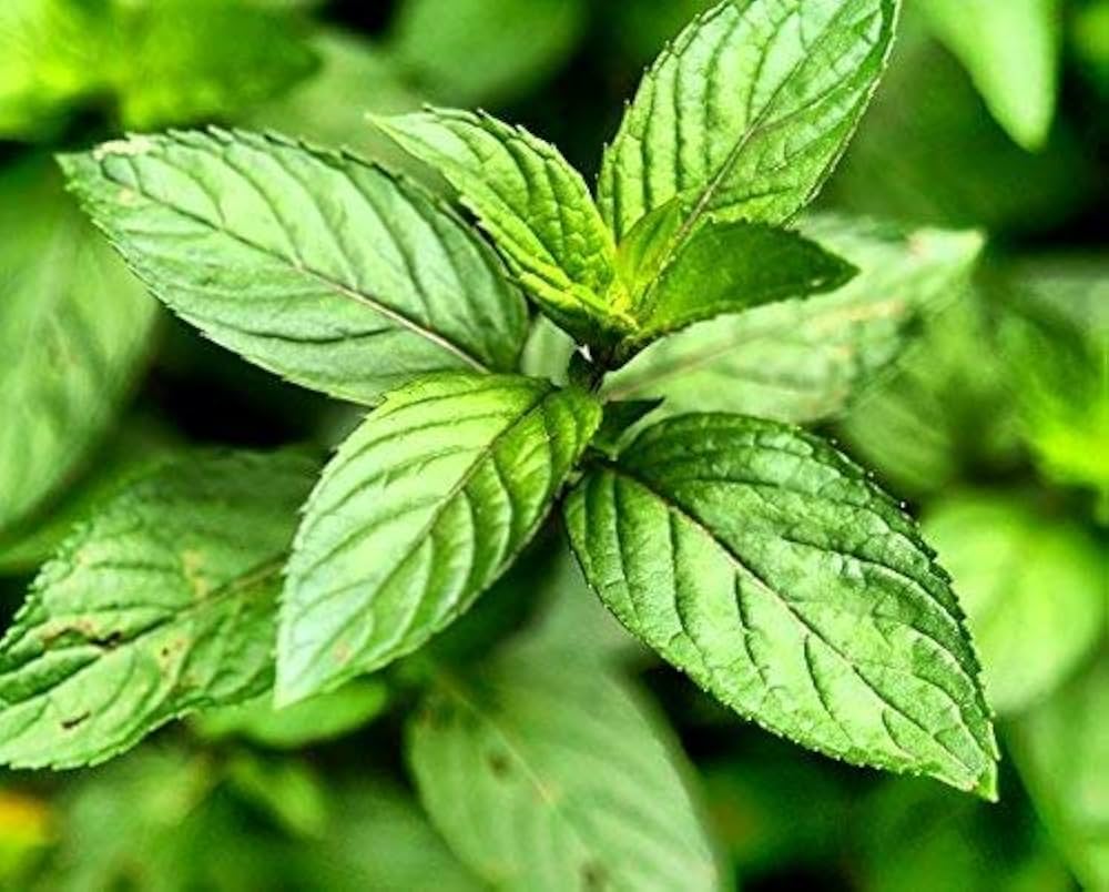 Graines de Menthe Poivrée (Mentha × piperita) – Herbe Fraîche et Aromatique pour la Plantation, Essentiel de Jardin Biologique et Non-OGM