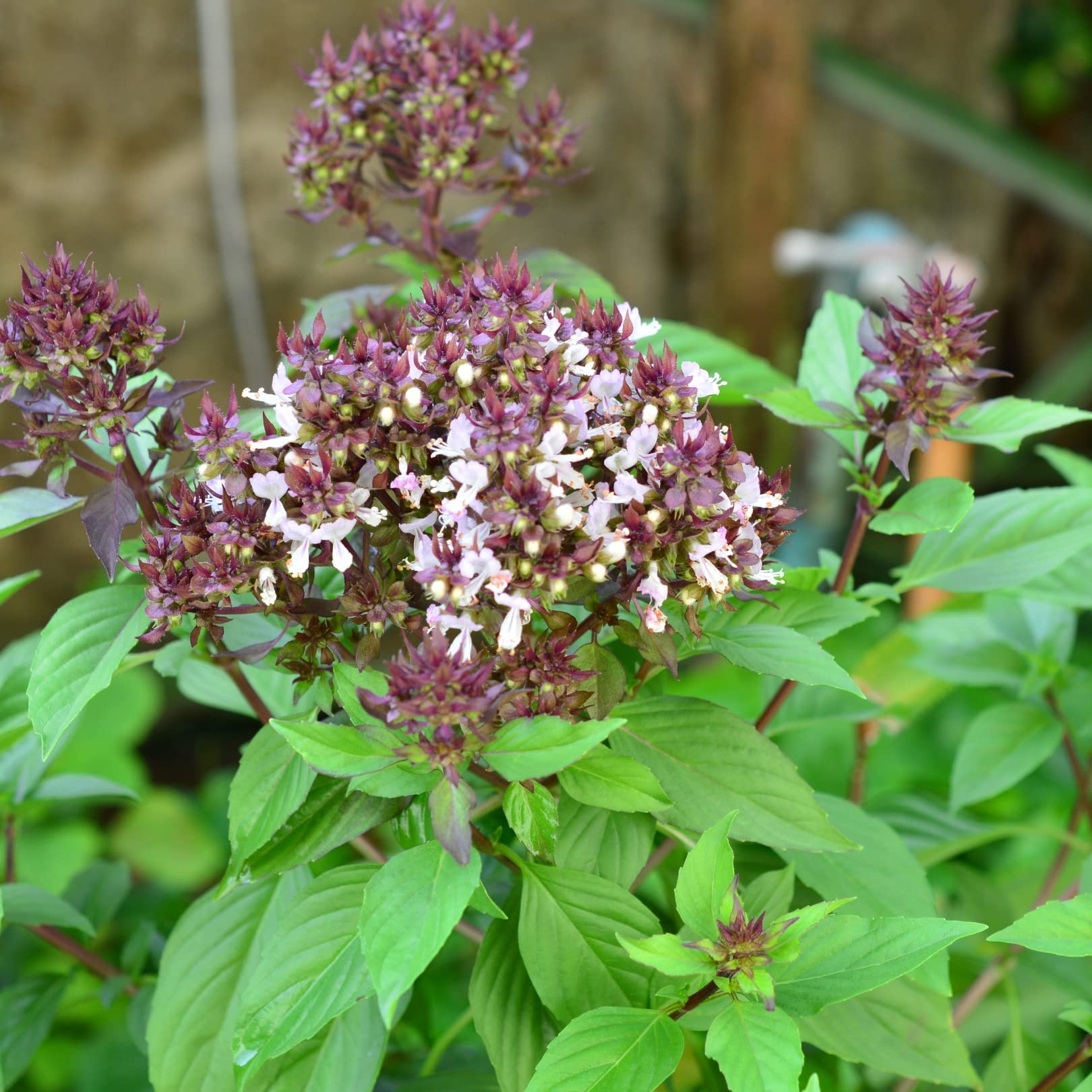 African Blue Basil Seeds for Planting – Aromatic Herb, Pollinator-Friendly, Non-GMO, Fast-Growing Culinary & Ornamental Basil