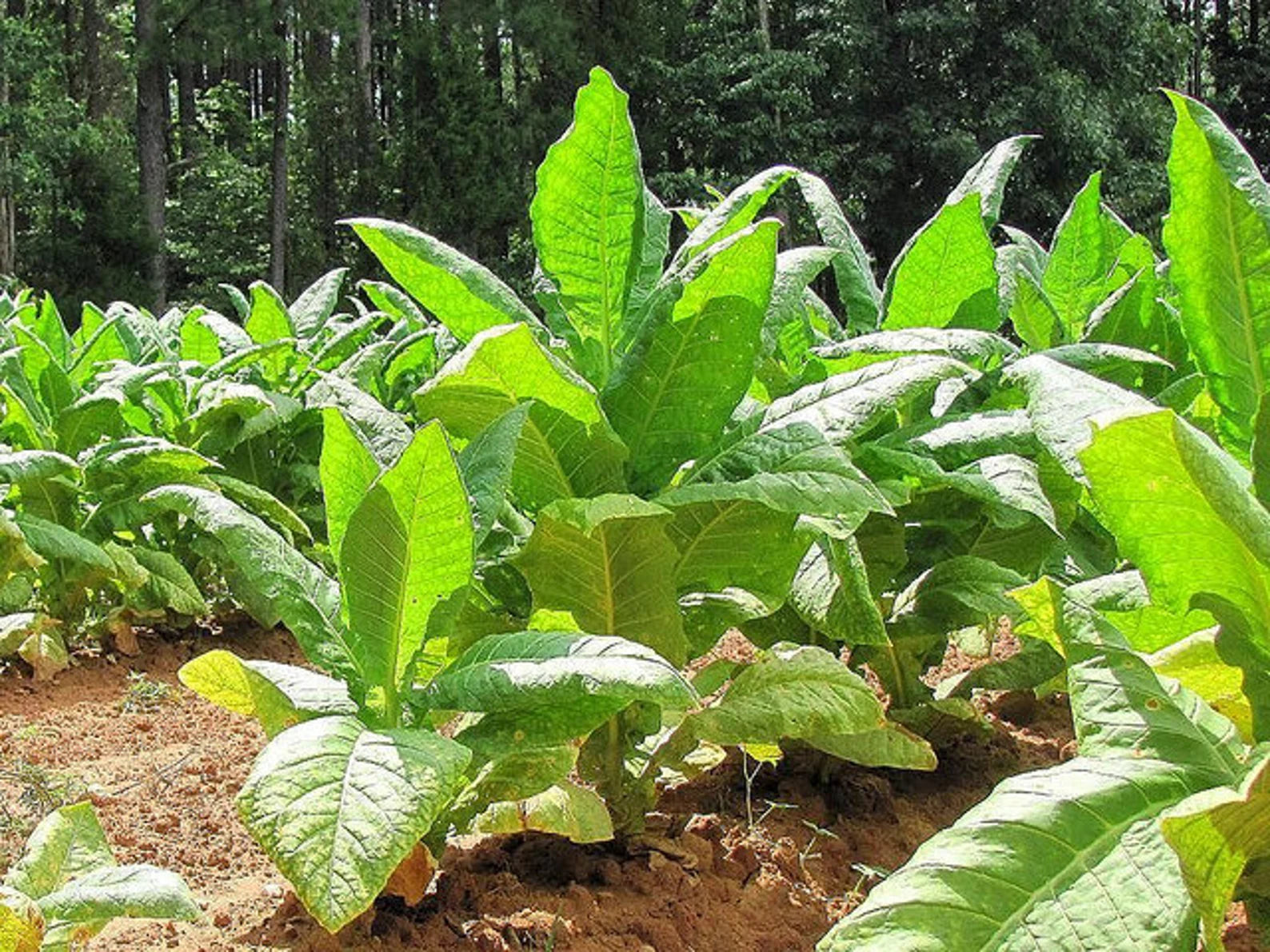 Semillas de tabaco Grassroot – Semillas de plantación heredadas para jardines – 100 piezas
