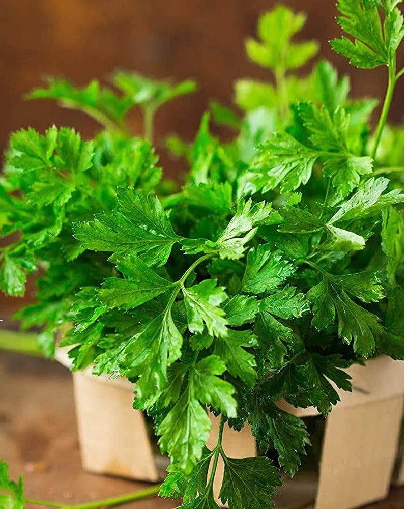 Semillas de Perejil de Hoja Plana – Semillas de Hierbas Premium para Plantar, Orgánicas y No Transgénicas – Perfectas para Uso Culinario y de Jardín