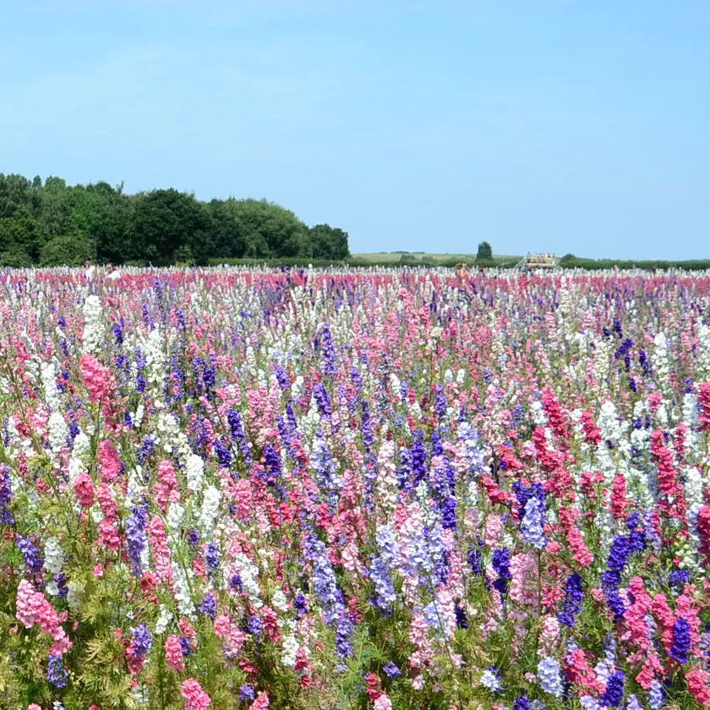 植えるためのコンフェッティフラワーの種 – 鮮やかな花、育てやすい、非遺伝子組み換えのガーデンシード – 屋外および屋内園芸に最適