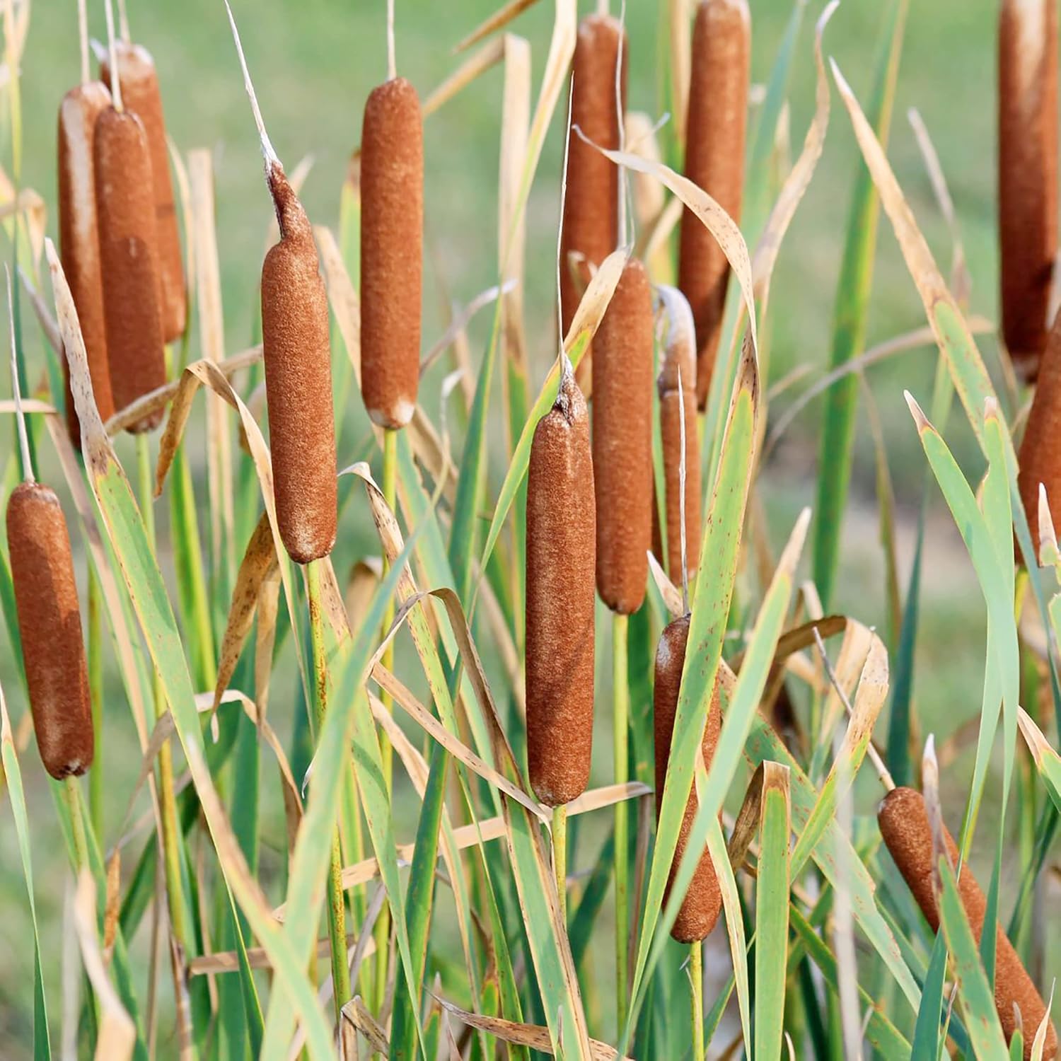 Semillas de cola de gato para plantar Typha Latifolia perenne de rápido crecimiento ornamental para estanques y jardines de turbera