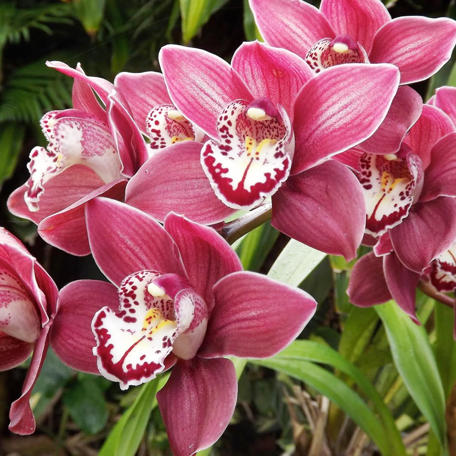 Cymbidium Orchid Seeds Boat Orchid, Evergreen Perennial, Attracts Bees, Great for Beginners, Container Houseplant