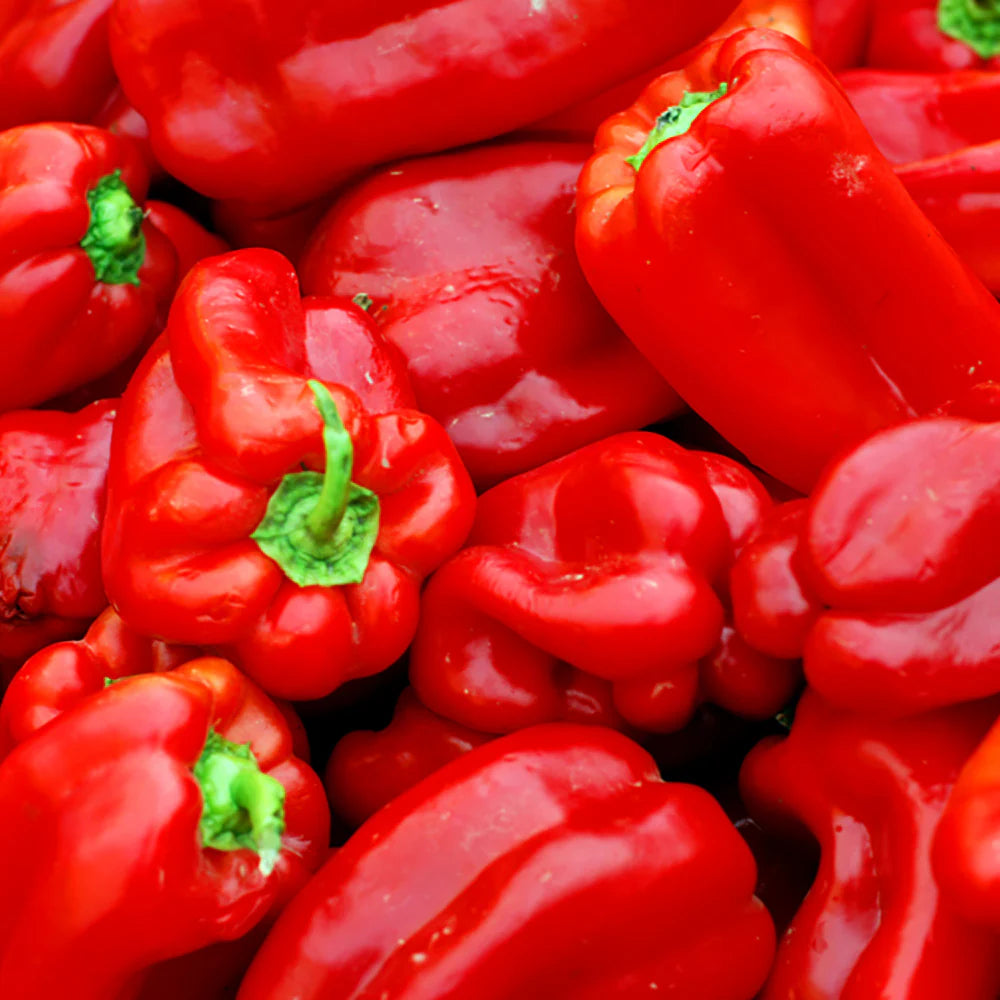 Graines de poivron rouge Ace – Haute production, doux et précoce