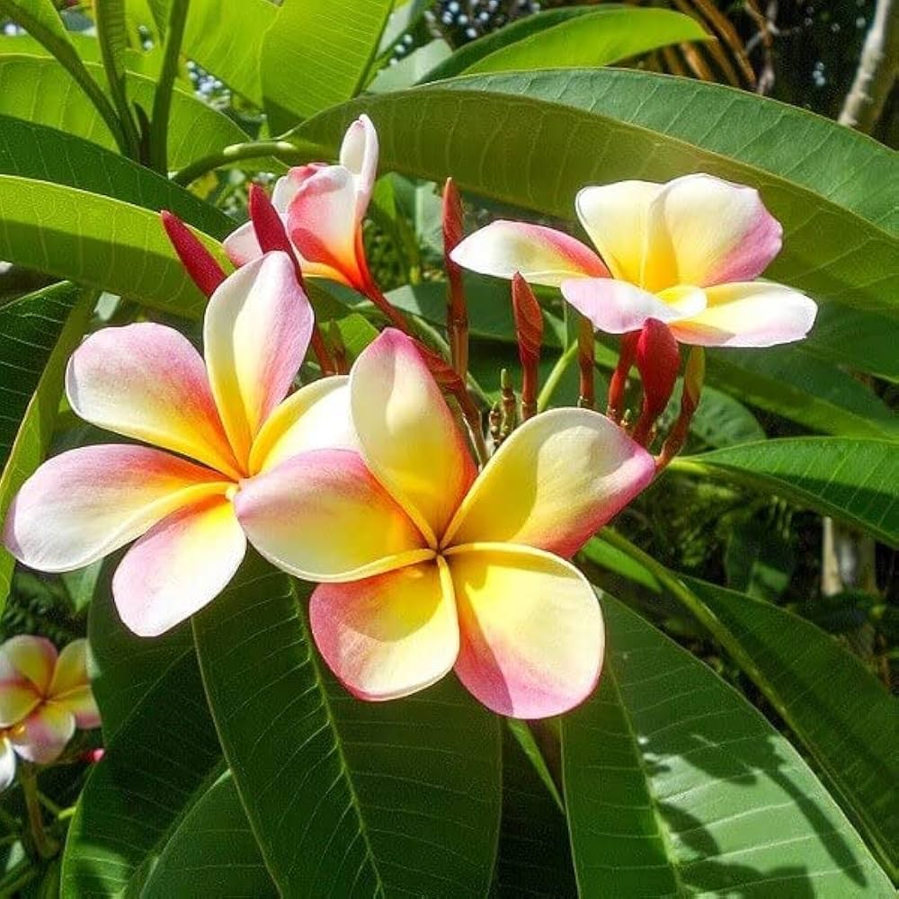 Semillas de Plumeria Rubra Frangipani de Colores Mixtos - 25 Piezas