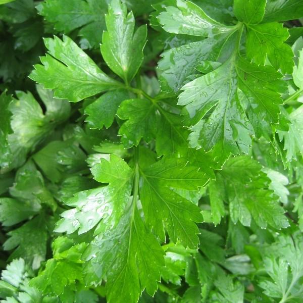 Gigante d’Italia Parsley Seeds – Premium Heirloom Herb for Flavorful Cooking & Gardening | Buy Organic Seeds Online