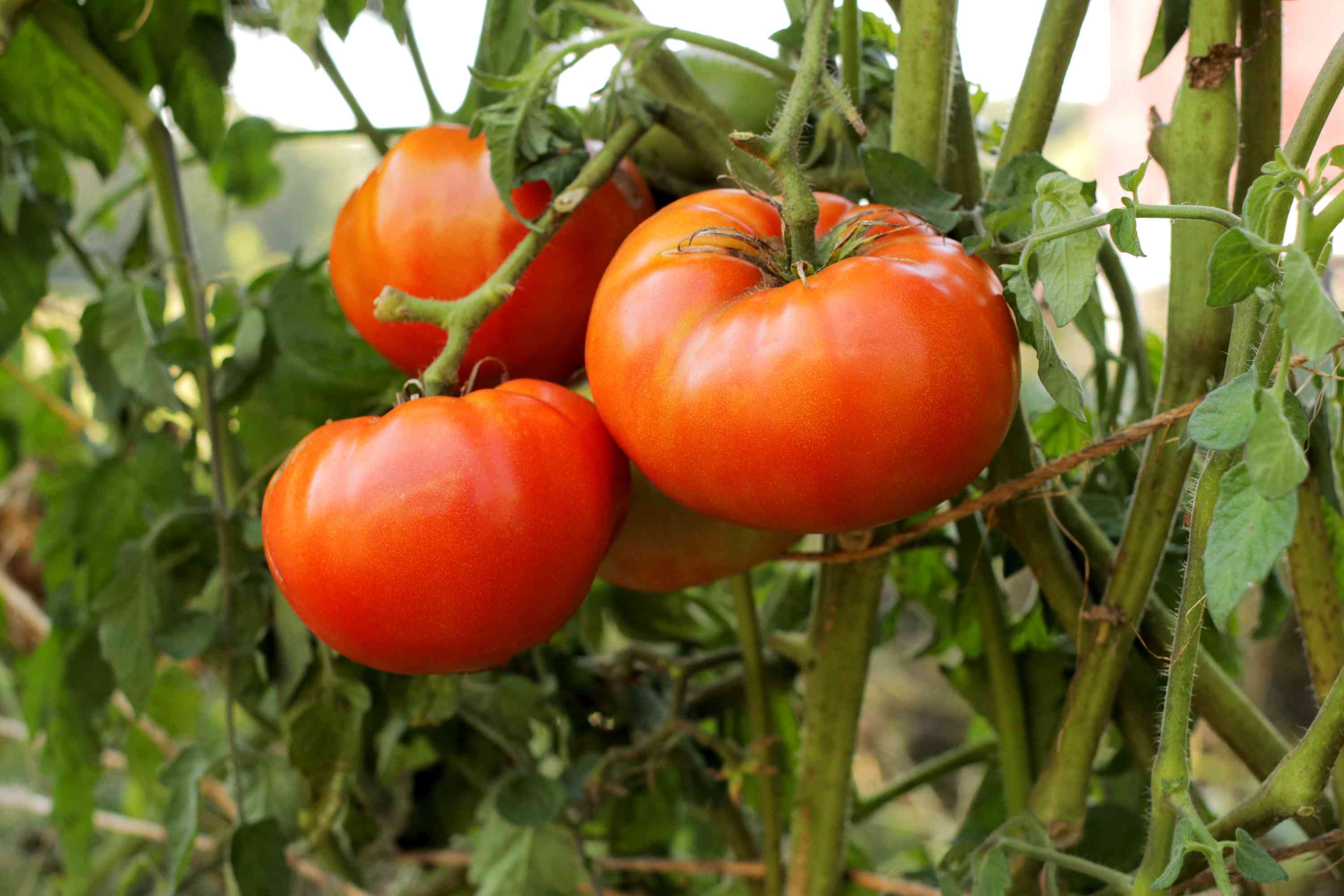 Semillas de Tomate Better Boy – Variedad de Alto Rendimiento, Jugosa y Resistente a Enfermedades